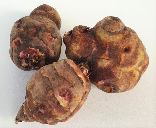 topinambur-pflanzknolle-violet-de-rennes-bio-pflanzknolle-fuer-den-wildacker-die-nutzung-im-garten-oder-als-sicht-und